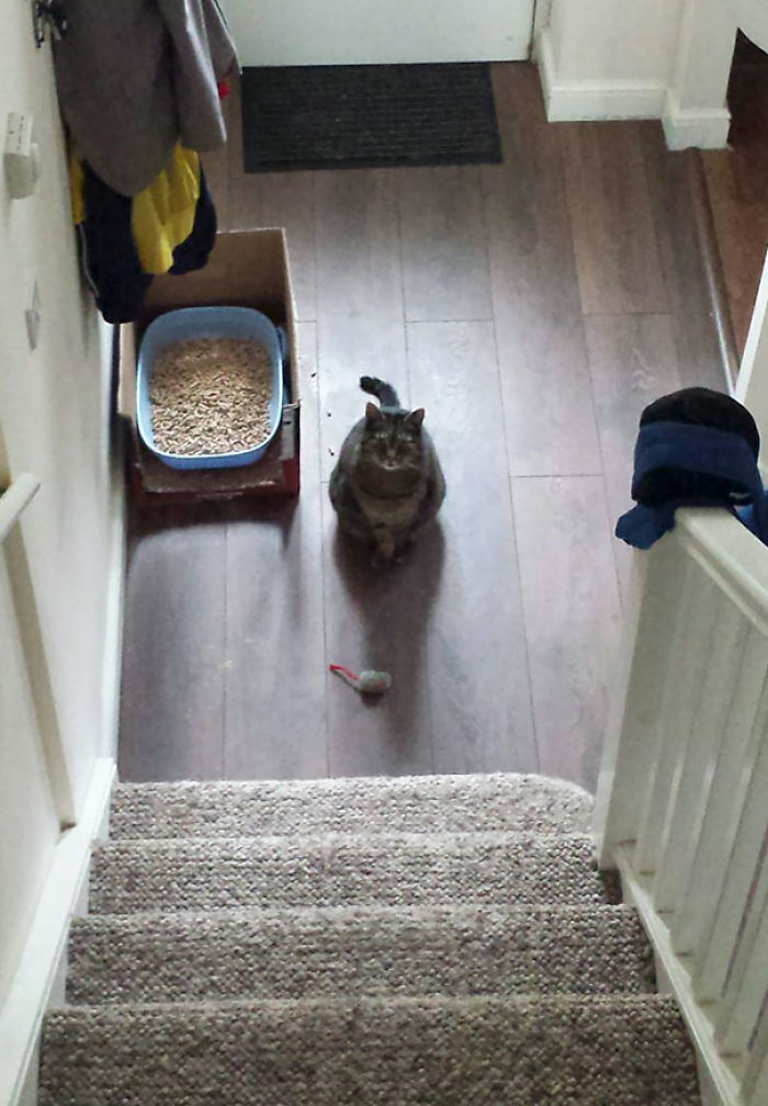 Henry me ofrece su ratón de juguete cada mañana, como si se hubiera pasado la noche cazando