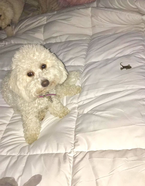 "Get A Dog" They Said, "It'll Be Fun" They Said Yes That's A Dead Frog That Paisley Brought Onto My Bed For Me