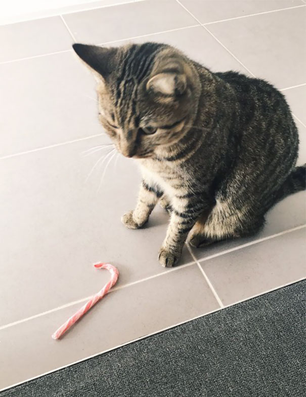 My Cat Keeps Bringing A Candy Cane To My Door. For F*cks Sake Ted Christmas Is Over, Let It Go