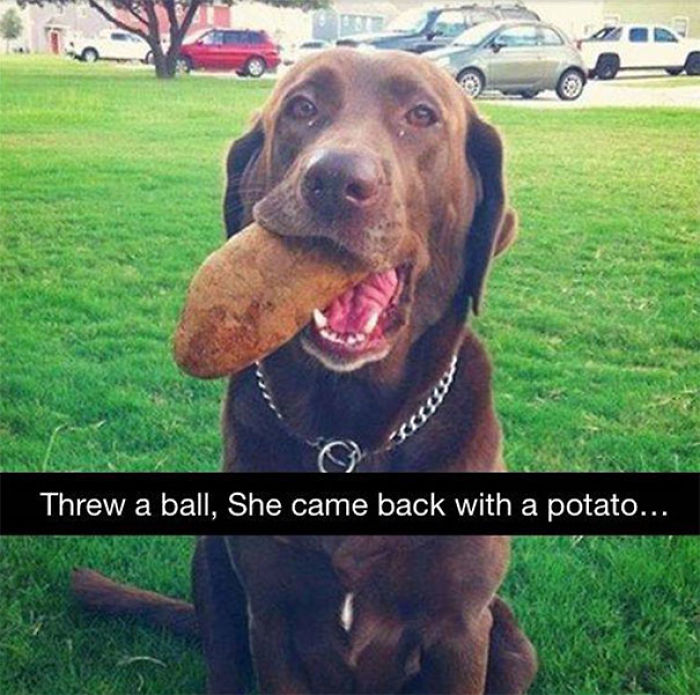 Le tiré una pelota y volvió con una patata