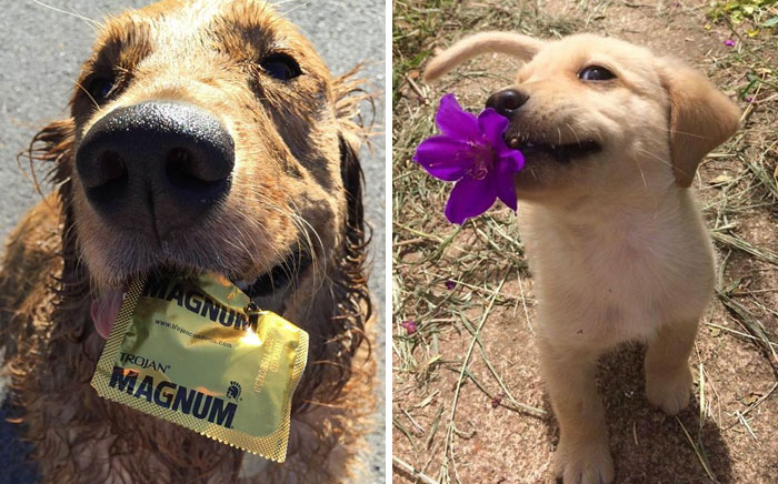 50 Times Pets Brought Their Owners The Most Unexpected Gifts