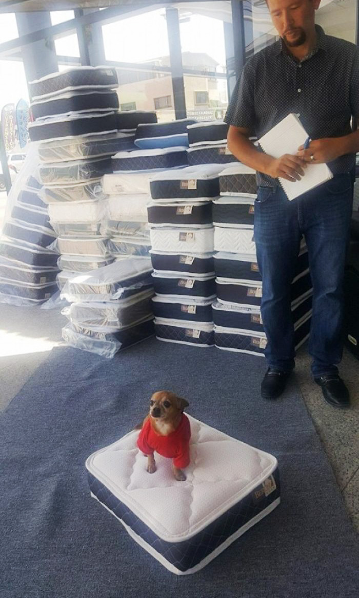 Local Mattress Store Gives You A Mini Mattress For Your Doggie When Buying A Regular One