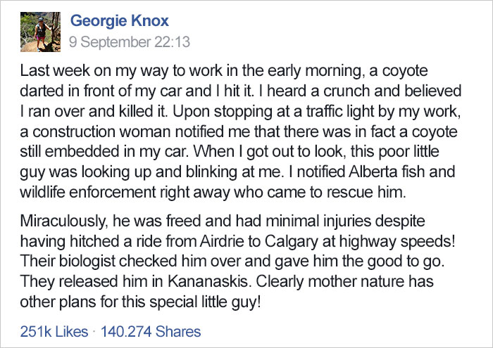 hit-coyote-car-rescue-georgie-knox-3