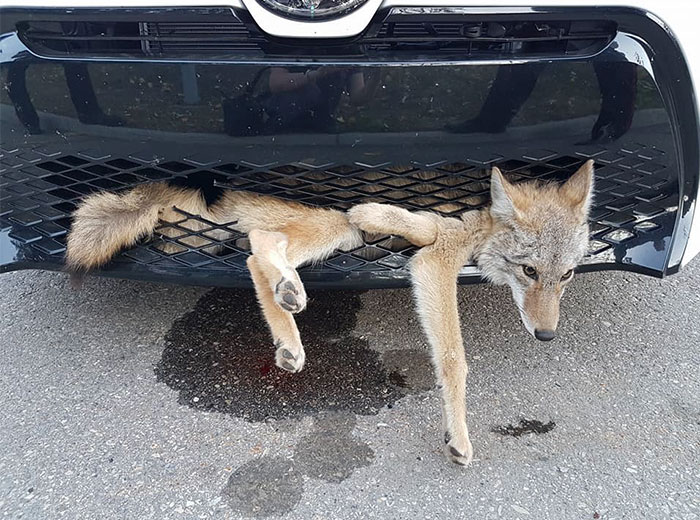 Coyote Defies All Odds After Being Hit On Alberta Highway