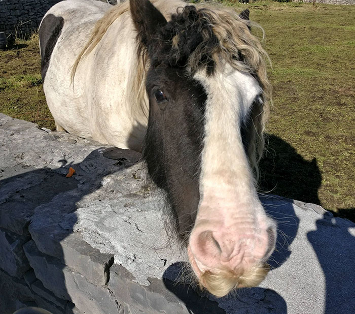 Horse With A Moustache
