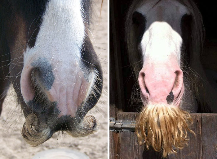 If You Ever Feel Sad, Just Remember That Horses Can Grow Moustaches
