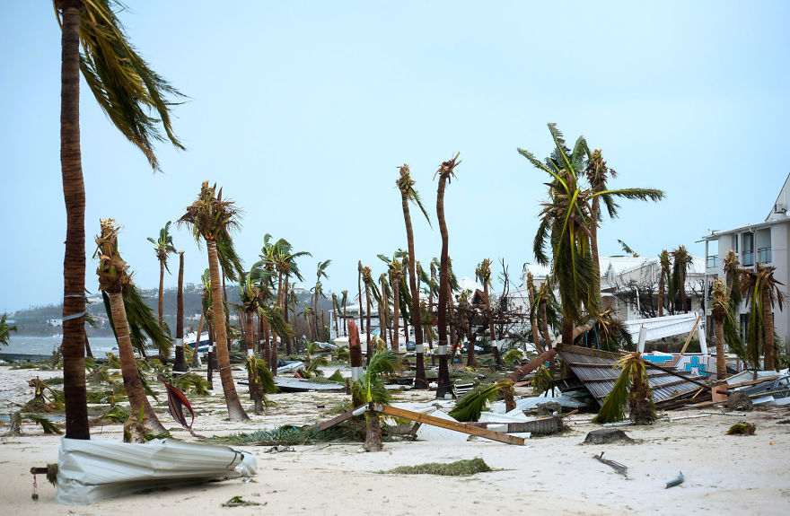 Broken Palm Trees On The Beach Of The Hotel Mercure In Marigot, Saint Martin