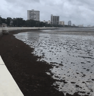 Irma hace desaparecer el océano de las playas de Florida y Bahamas, y es terrorífico