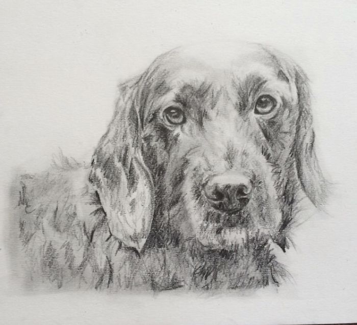 I Do Detailed Drawings Of Animals