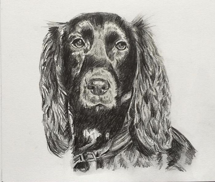 I Do Detailed Drawings Of Animals