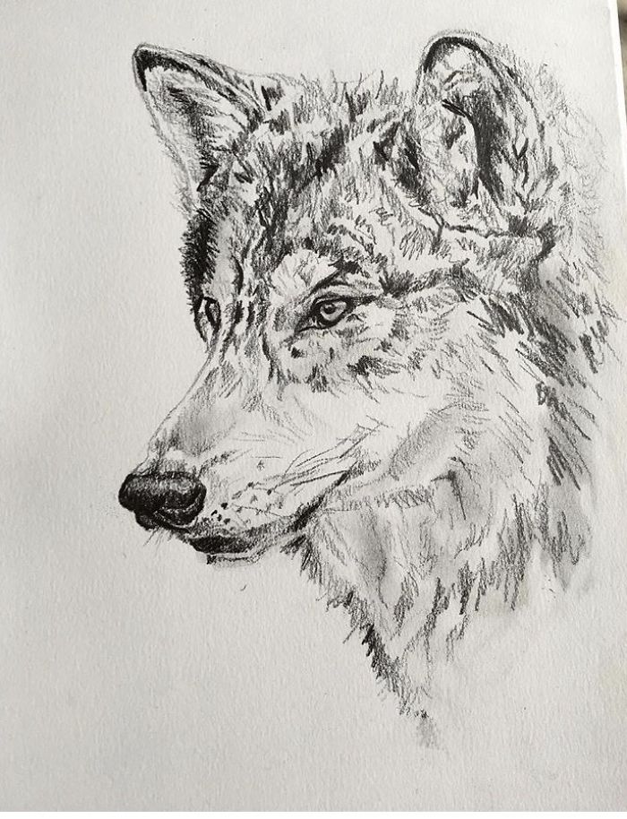 I Do Detailed Drawings Of Animals