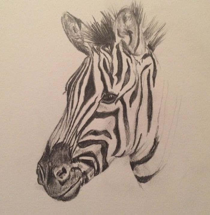 I Do Detailed Drawings Of Animals
