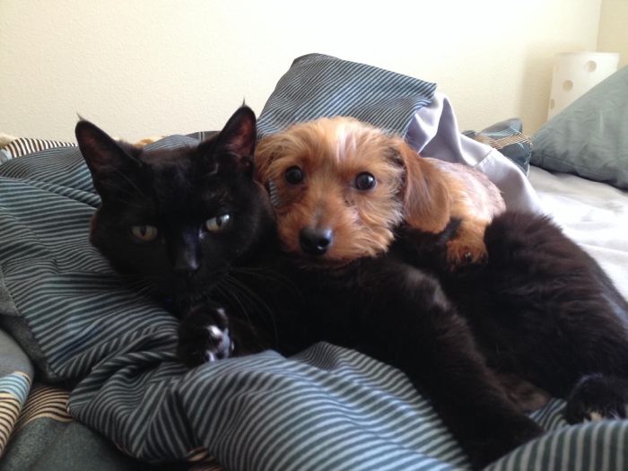 Fluffy Cat Bomber Makes A Great Pillow For Little Spencer!!