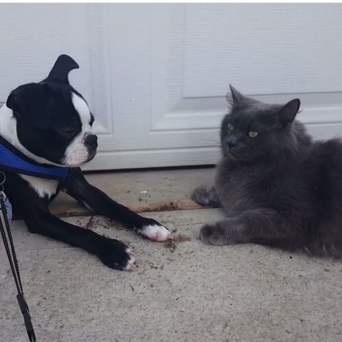 Zeus (dog) And Killy (cat) Taking A Break After Their Walk!