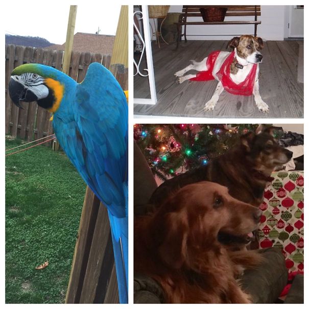 Lady Gwendolyn (b&g Macaw), Jesse(boxer/pit, Deceased) & Jack And Gypsy(golden And Unknown)
