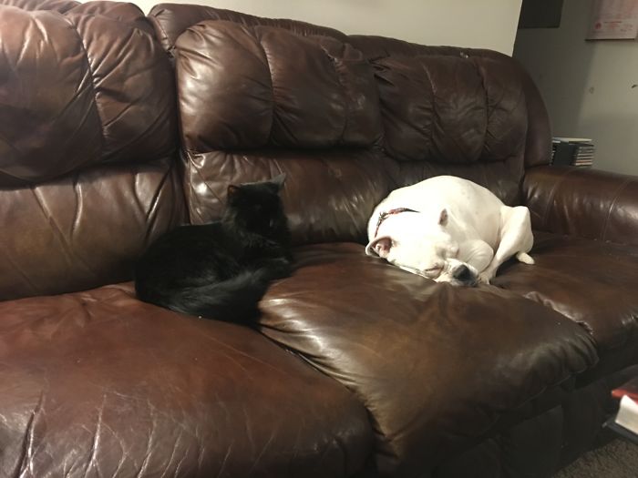 Kleo The Dog And Havoc The Cat Stealing Our Spots On The Couch. Best Buds And Partners In Crime!