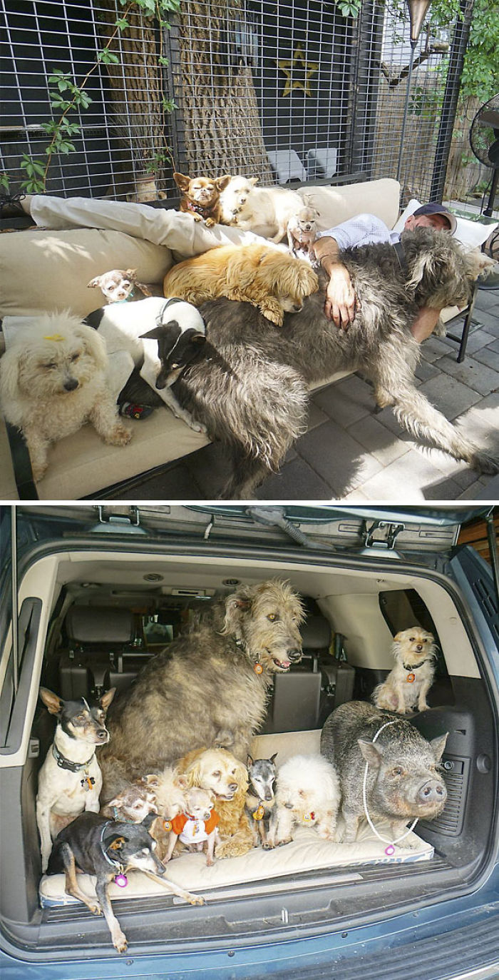 Steve vive con perros ancianos rescatados, un cerdo, un conejo y otros animales