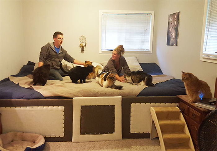Hicimos una cama gigante para dormir con nuestros 5 gatos y 2 perros