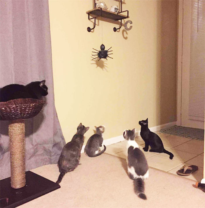 Los gatos ya han visto la decoración de Halloween