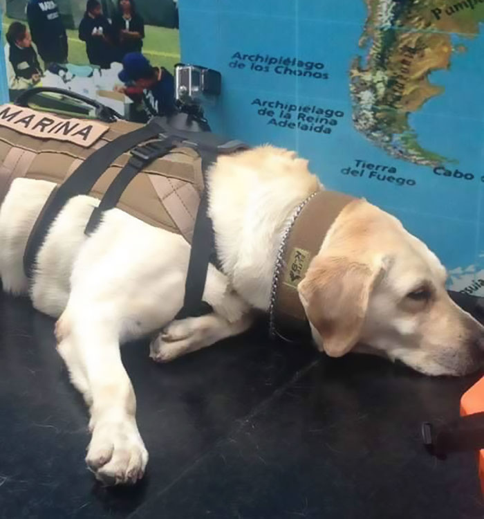 Badass Rescue Dog Who Has Rescued 52 Lives Is Now Saving People Affected By Mexico Earthquake