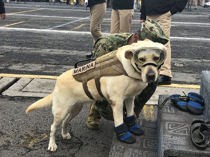 Badass Rescue Dog Who Has Rescued 52 Lives Is Now Saving People Affected By Mexico Earthquake