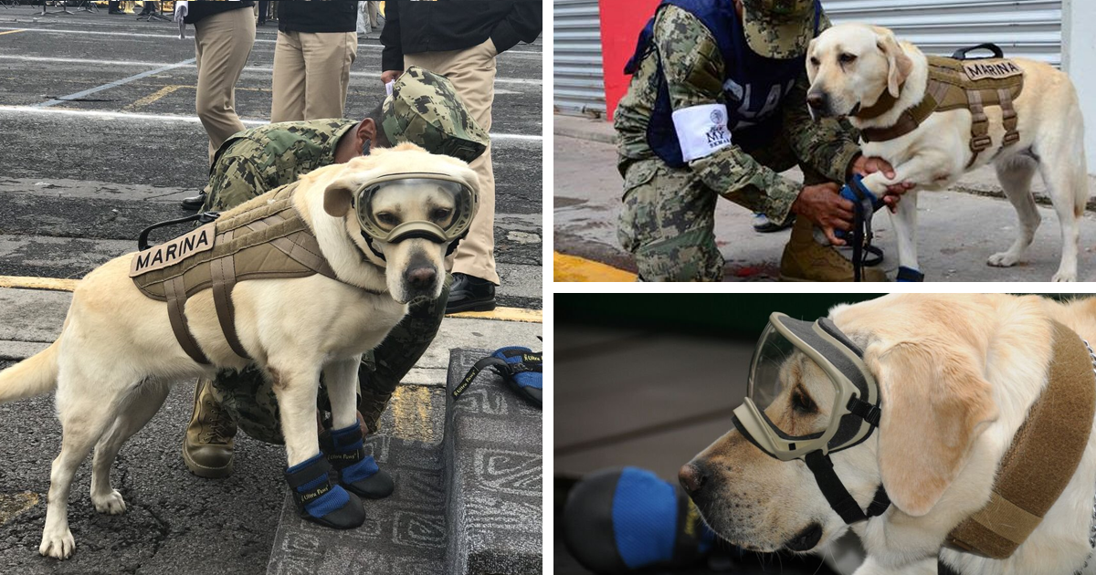 Este perro rescatista salva personas afectadas por el terremoto de México, ya ha salvado 52 | Bored Panda