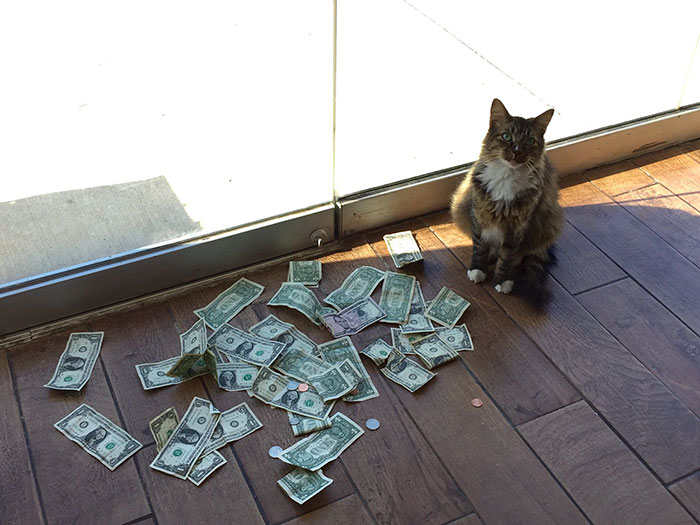 This Rescue Cat Is Stealing Money From Strangers And It All Goes To Homeless
