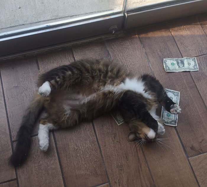 This Rescue Cat Is Stealing Money From Strangers And It All Goes To Homeless