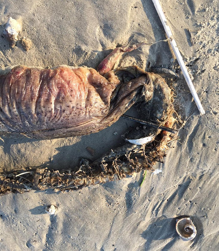 Mysterious Eyeless Creature Washes Up On Texas Beach After Hurricane Harvey, And It's Terrifying