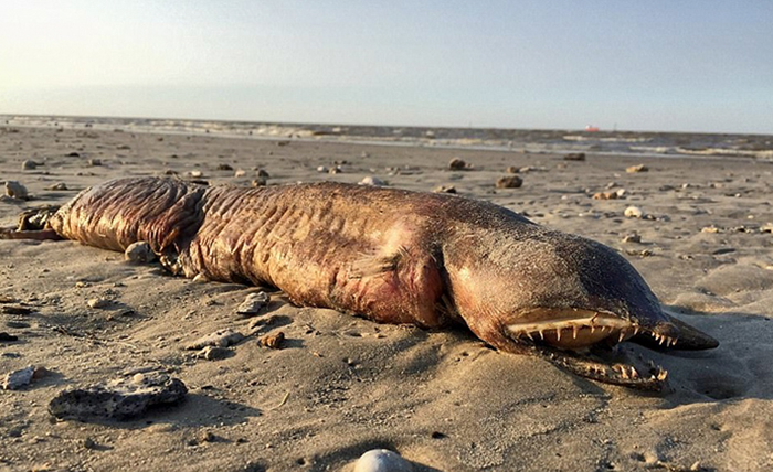 Mysterious Eyeless Creature Washes Up On Texas Beach After Hurricane Harvey, And It’s Terrifying
