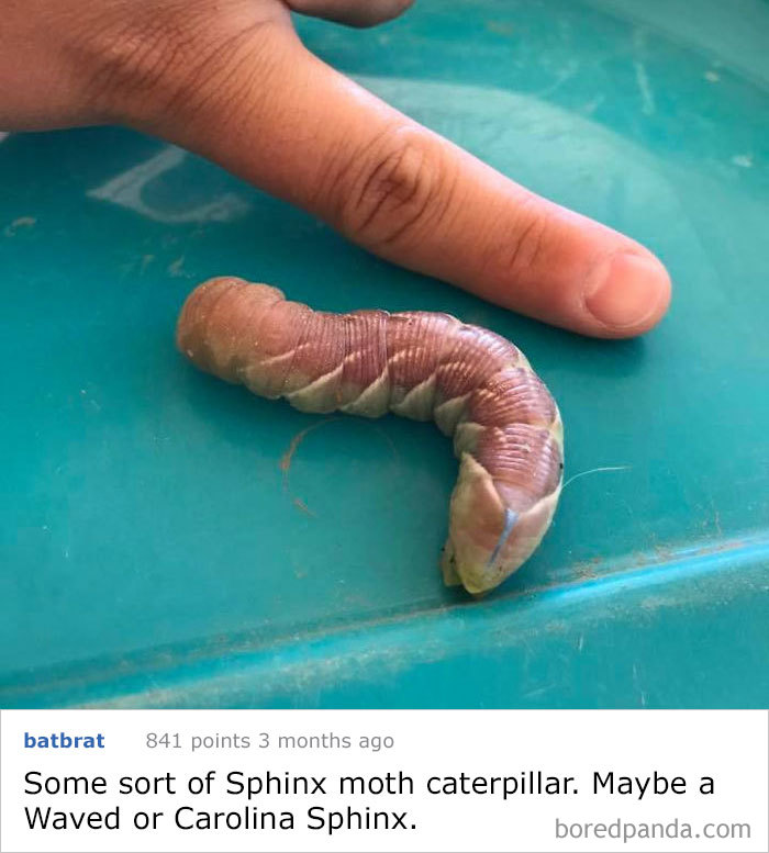 Thing Pulled Out Of A Dog's Mouth, Looks Like A Sandworm From Dune. What Is This Thing?