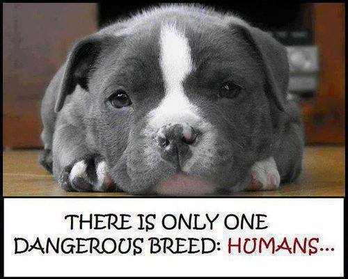 only-one-dangerous-breed-humans-59a9717931d39.jpg