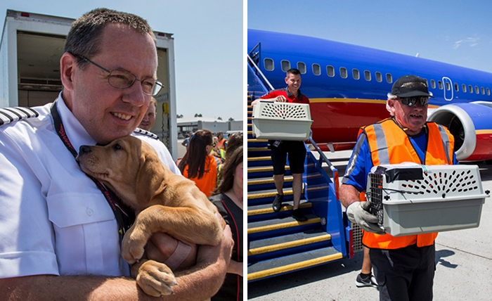Southwest Airlines Fills Cabin With Pets Orphaned During Houston Storm In Dramatic Rescue