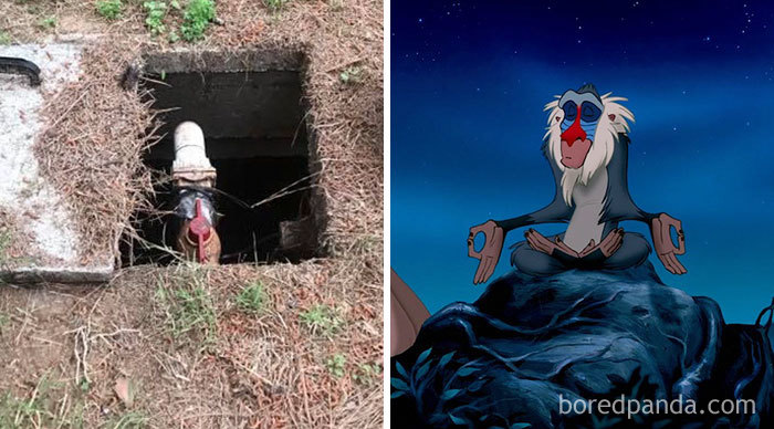This Septic Tank Looks Like Rafiki From Lion King