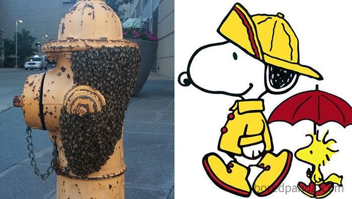 Swarm Of Bees On Hydrant Looks Like Snoopy Wearing A Hat