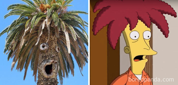 This Palm Looks Like Sideshow Bob From The Simpsons