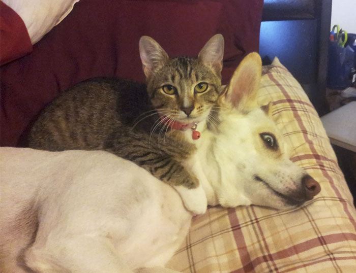 Post Pictures Of Cats And Dogs Living Together