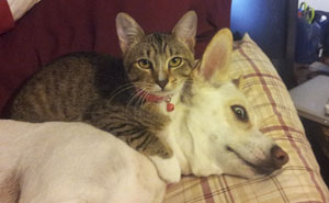Post Pictures Of Cats And Dogs Living Together