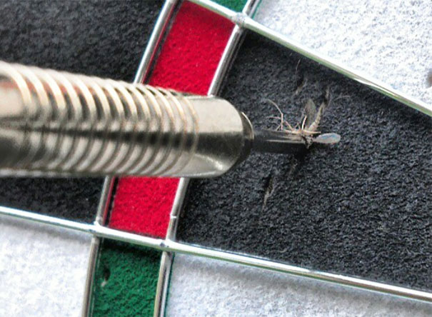 Mosquito Killed By A Dart