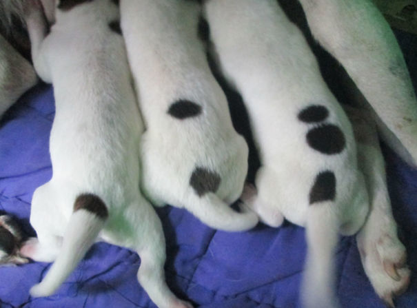Dog Gave Birth To Three Puppies, Each With Their Own Corresponding Number On Their Back
