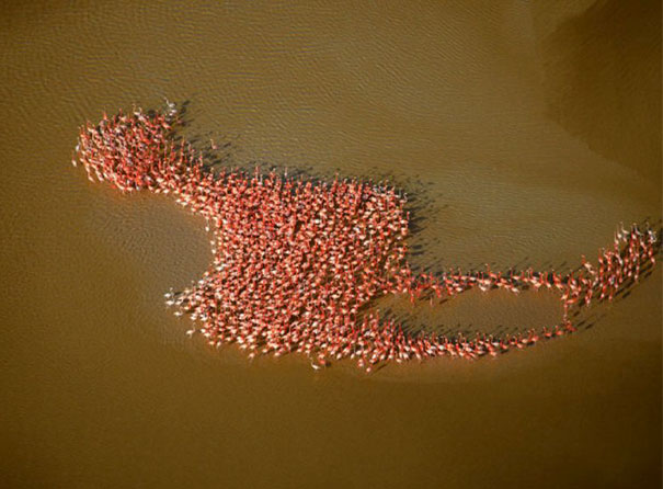 A Flamboyance Of Flamingos… Shaped Like A Flamingo