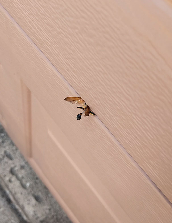 This Wasp Got Crushed By My Garage Door As It Closed