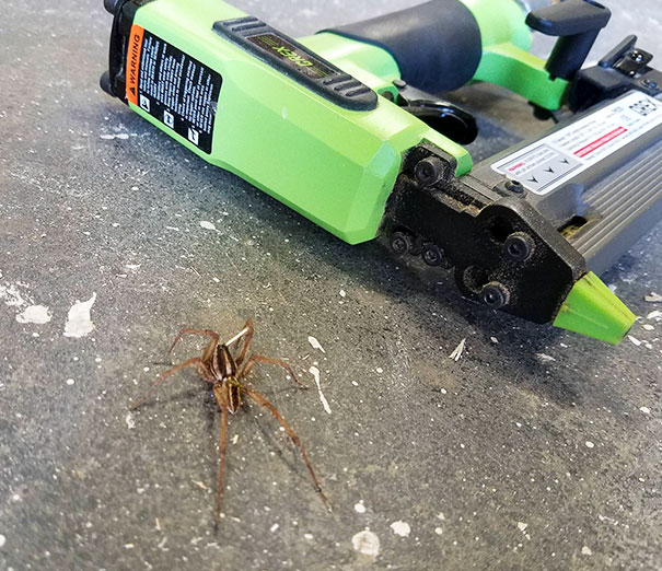 I Shot A Spider With A 23GA Nailgun From 4 Feet Away And Scored A Headshot