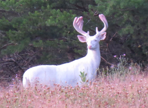 An Albino Deer I Spotted In Northwestern Wisconsin Yesterday