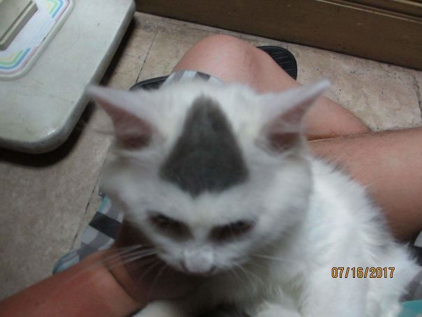Avatar Cat