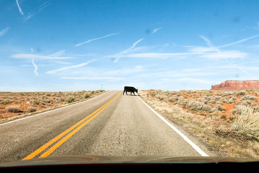 Black Cow Sur La Route (2017)