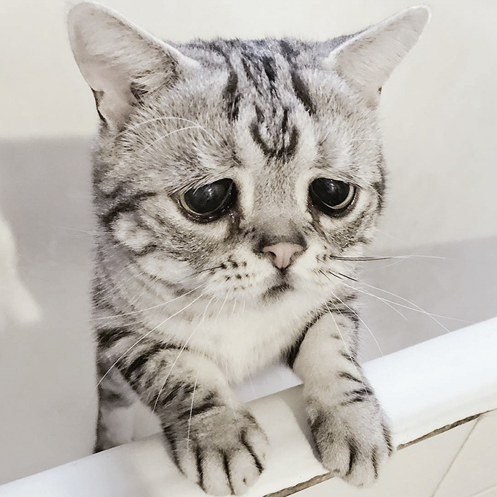 Meet Luhu, The Saddest Cat In The World Whose Photos Will Break Your Heart