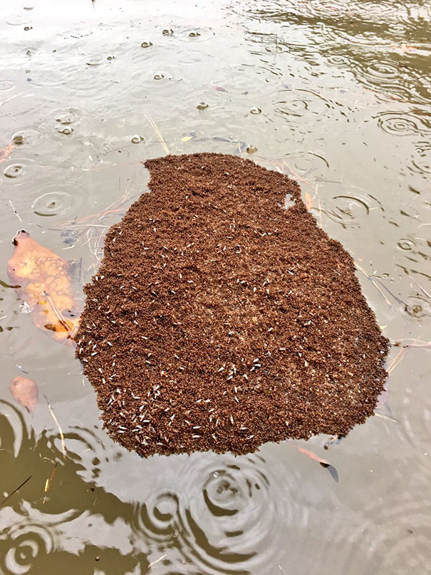 Fireants Create A Floating Island Of Themselves To Ride Out The Houston Flooding