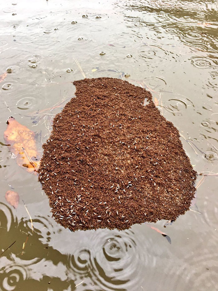 Hormigas Rojas Crean Una Isla Flotante De Ellas Mismas Para Resistir A La Inundación De Houston