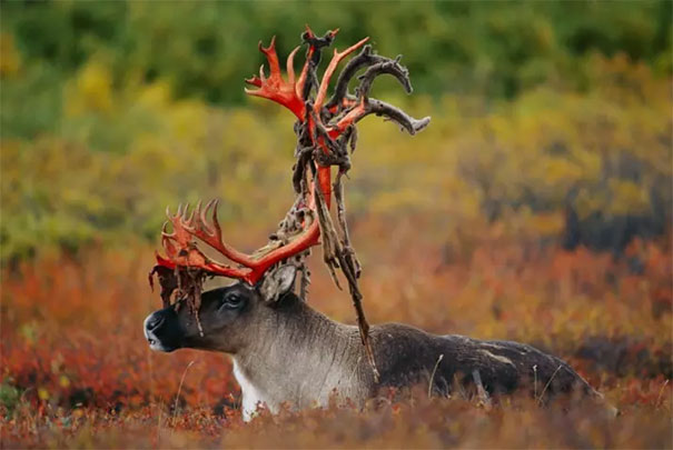 Caribou (Rangifer Tarandus) Bull Showing Antlers That Are Shedding Velvet, North America
